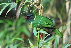 Green-and-black Fruiteater